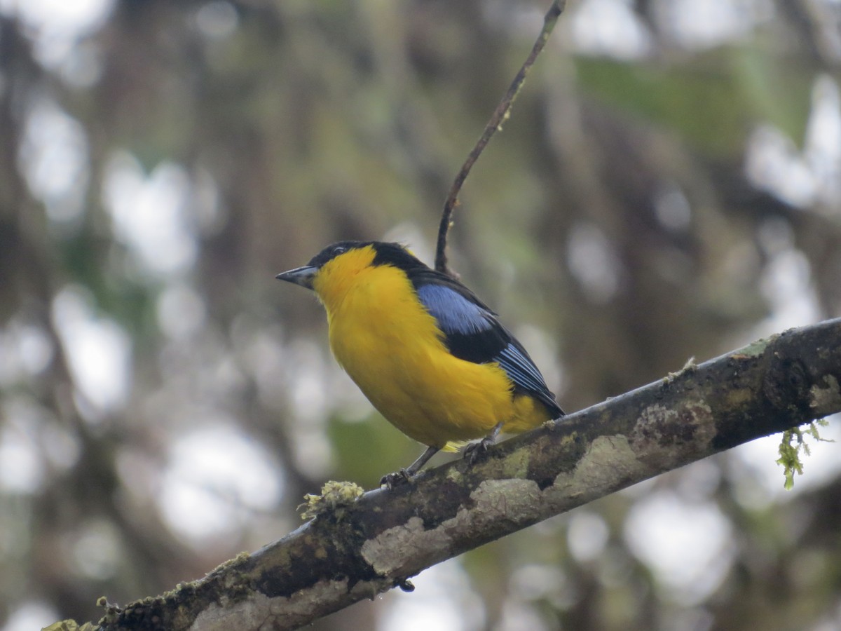 Blue-winged Mountain Tanager (Blue-winged) - James Leone