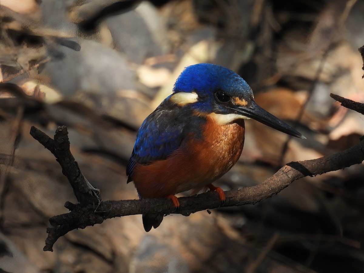 Azure Kingfisher - Robert Boehm