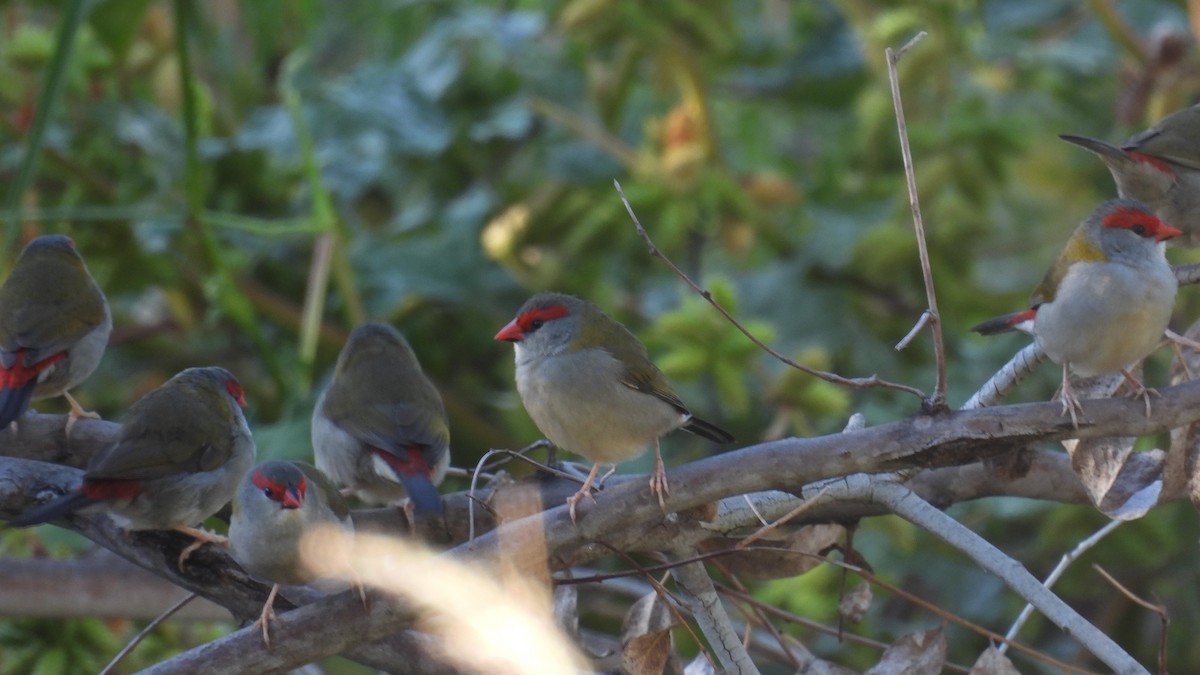 Red-browed Firetail - ML616095584
