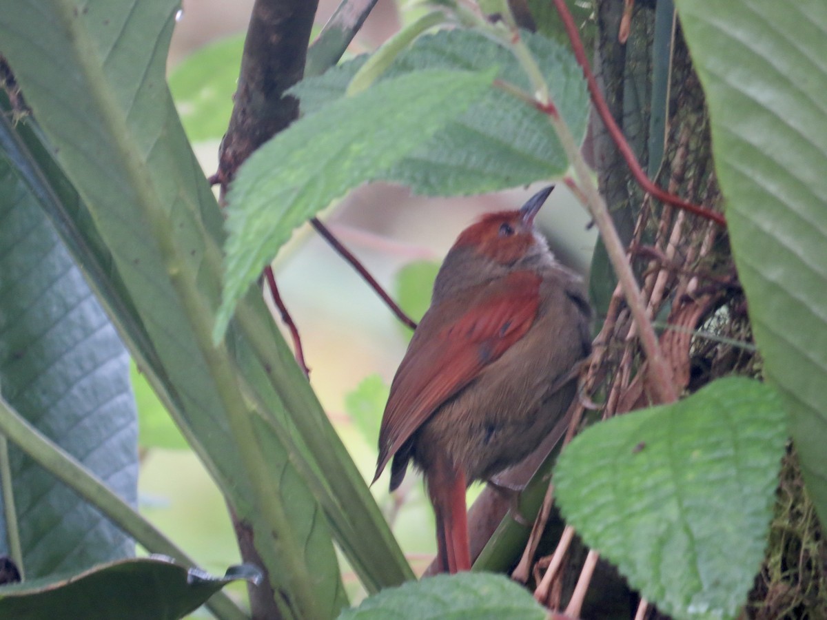 Red-faced Spinetail - ML616095586