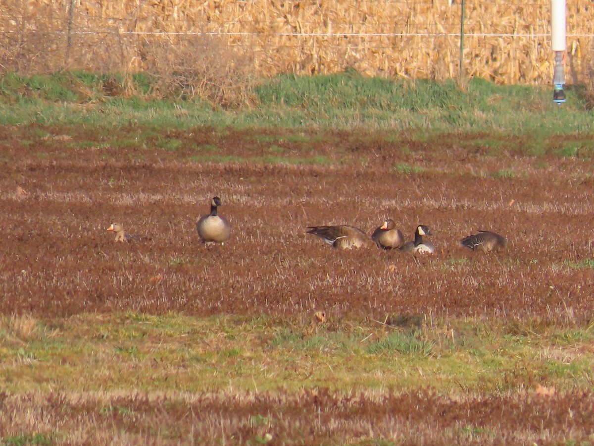 Greater White-fronted Goose - ML616095590