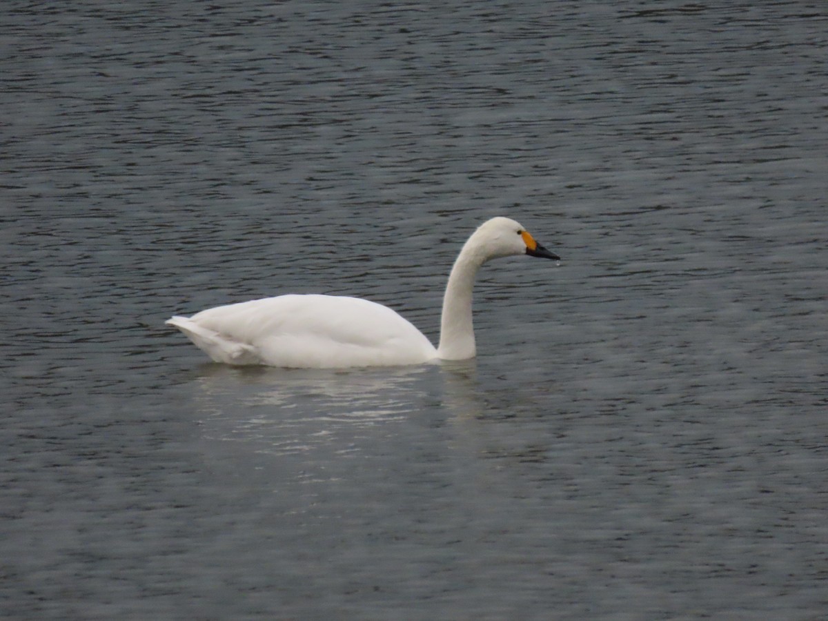 Tundra Swan (Bewick's) - ML616095639