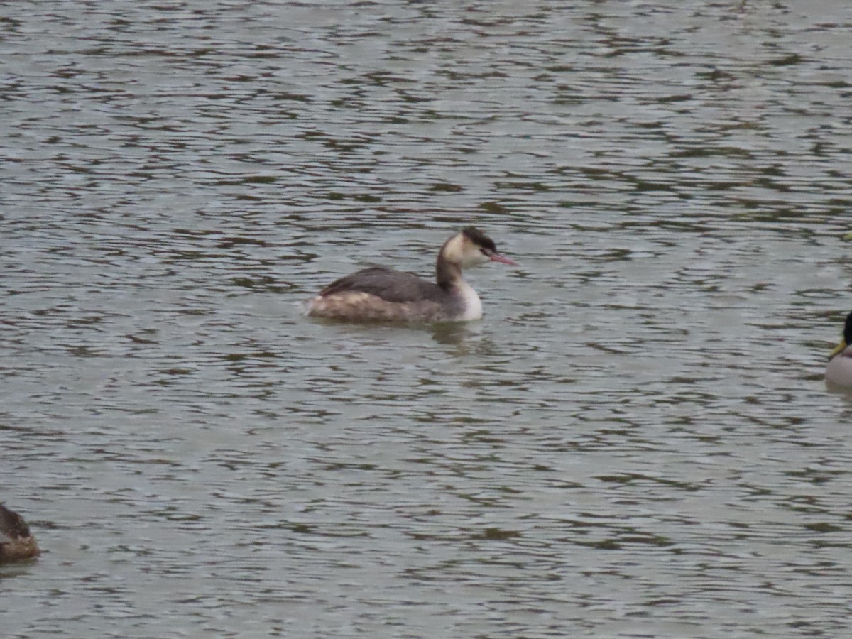 Great Crested Grebe - ML616095653