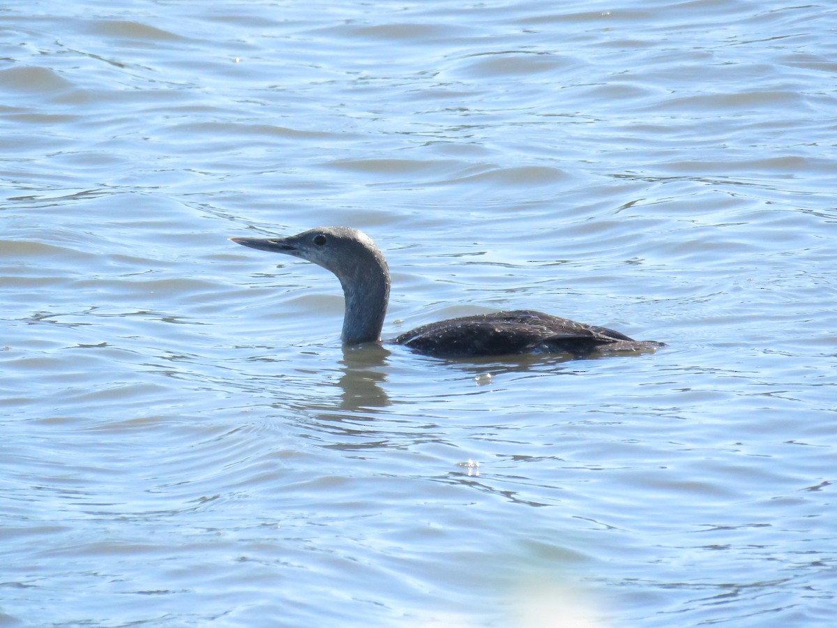 Red-throated Loon - ML616095665