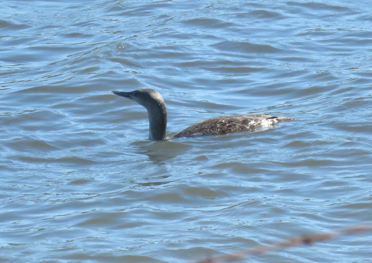 Red-throated Loon - ML616095676