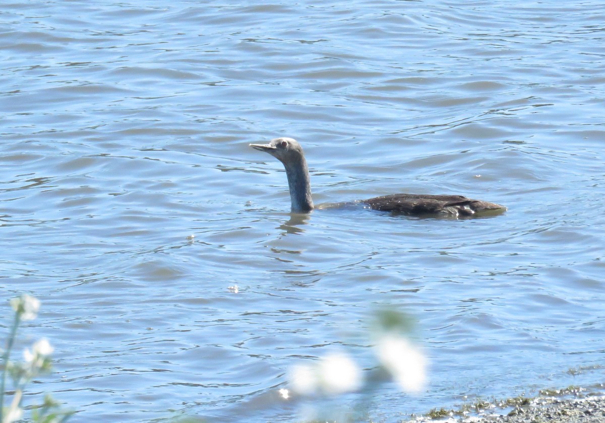 Red-throated Loon - ML616095702