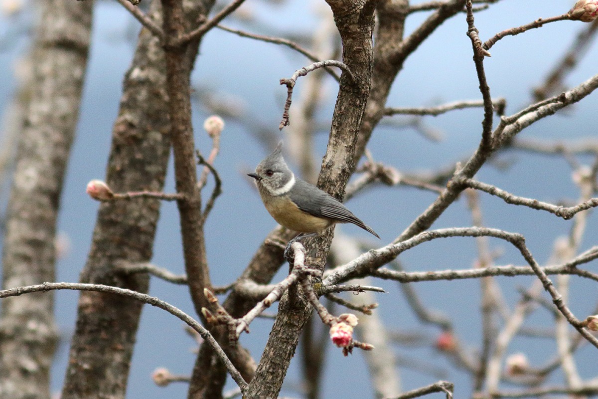 Gray-crested Tit - ML616095755