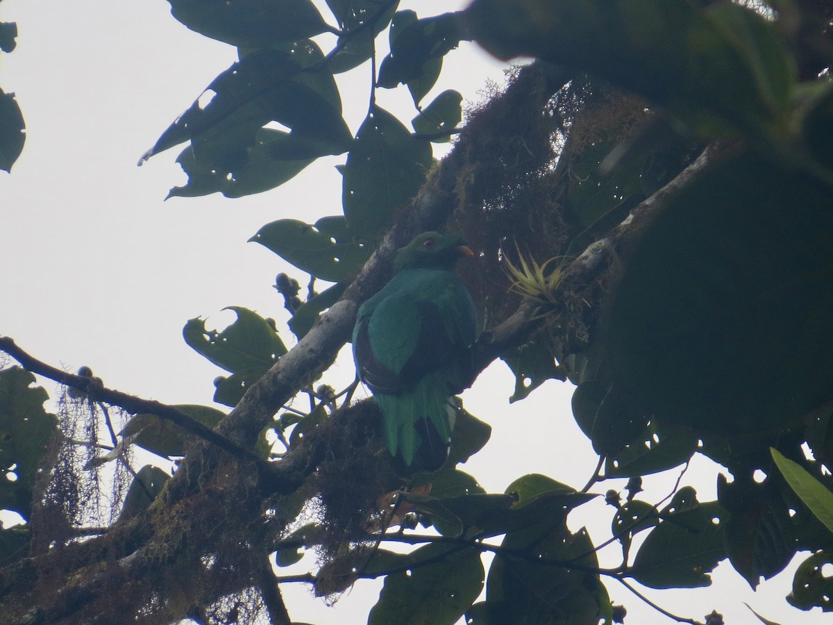 Crested Quetzal - ML616095781