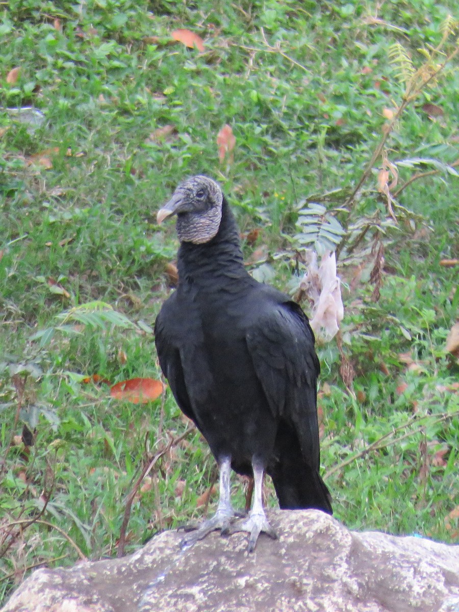 Black Vulture - ML616095790