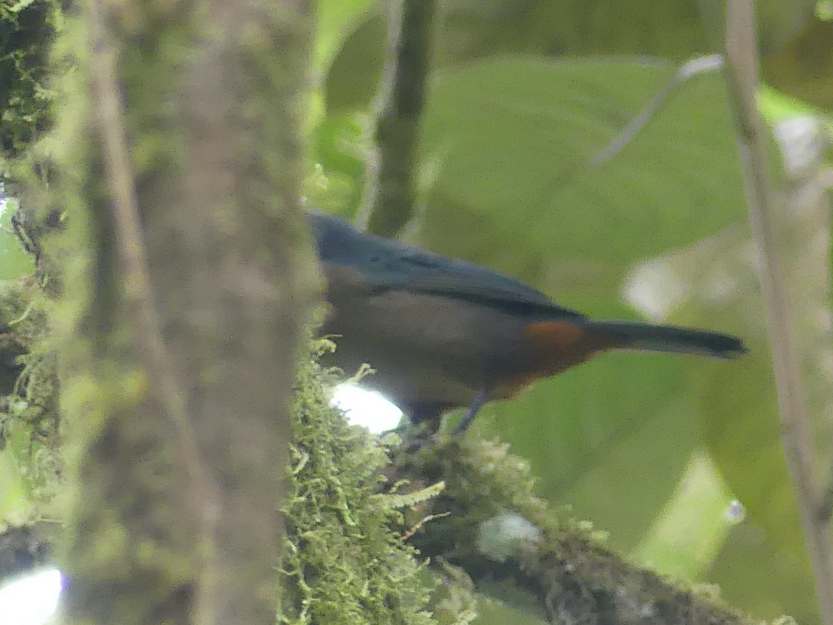 Yellow-throated Tanager - ML616095792