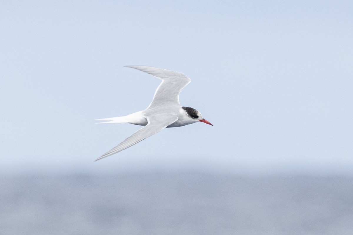 Antarctic Tern - Dave Kitt
