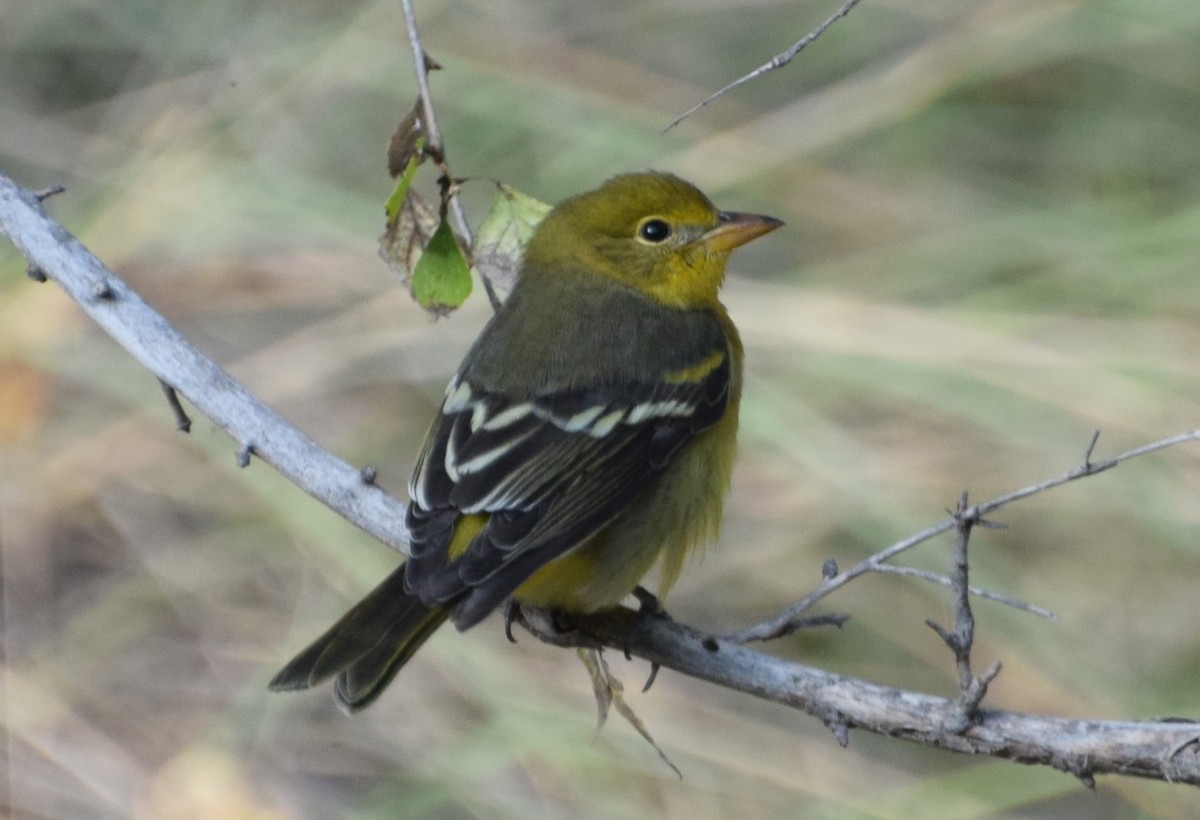 Western Tanager - ML616095807