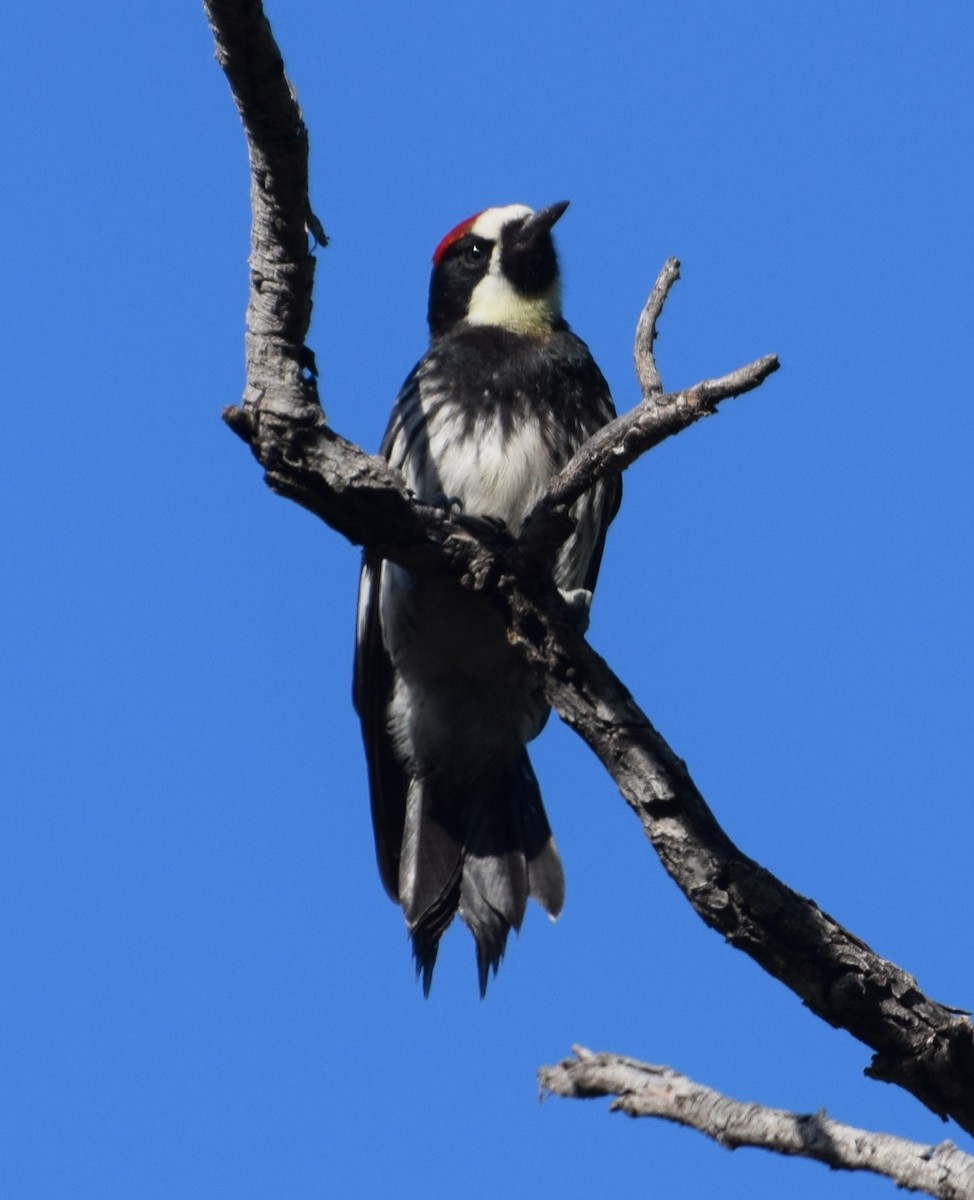 Acorn Woodpecker - ML616095839