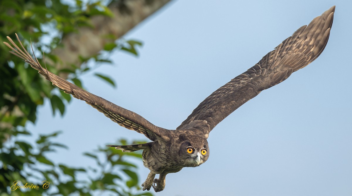 Dusky Eagle-Owl - Godwin Chan