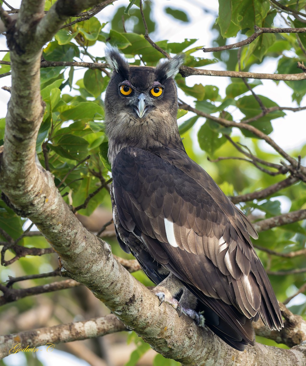 Dusky Eagle-Owl - ML616095945