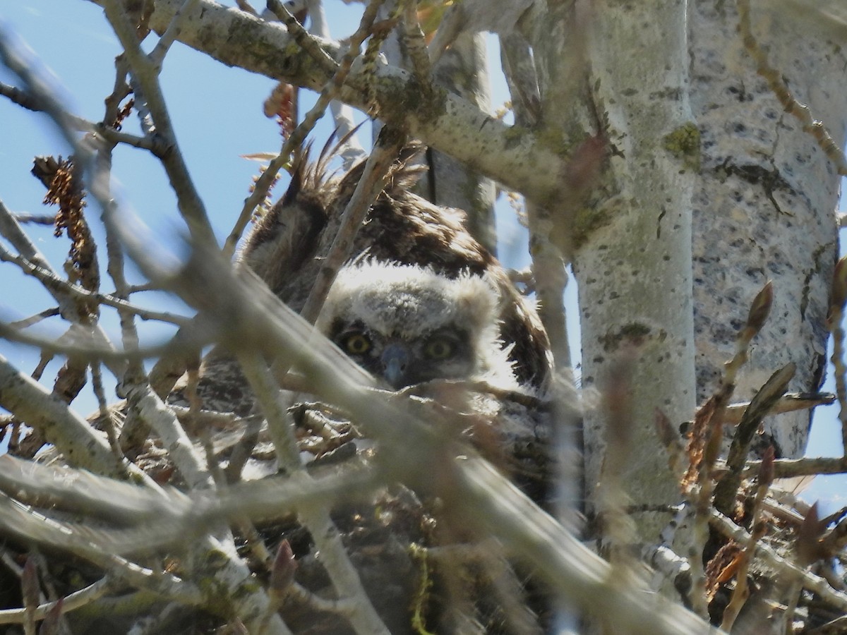 Great Horned Owl - ML616096120
