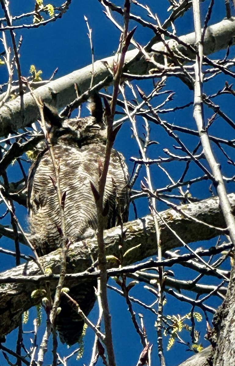 Great Horned Owl - ML616096122