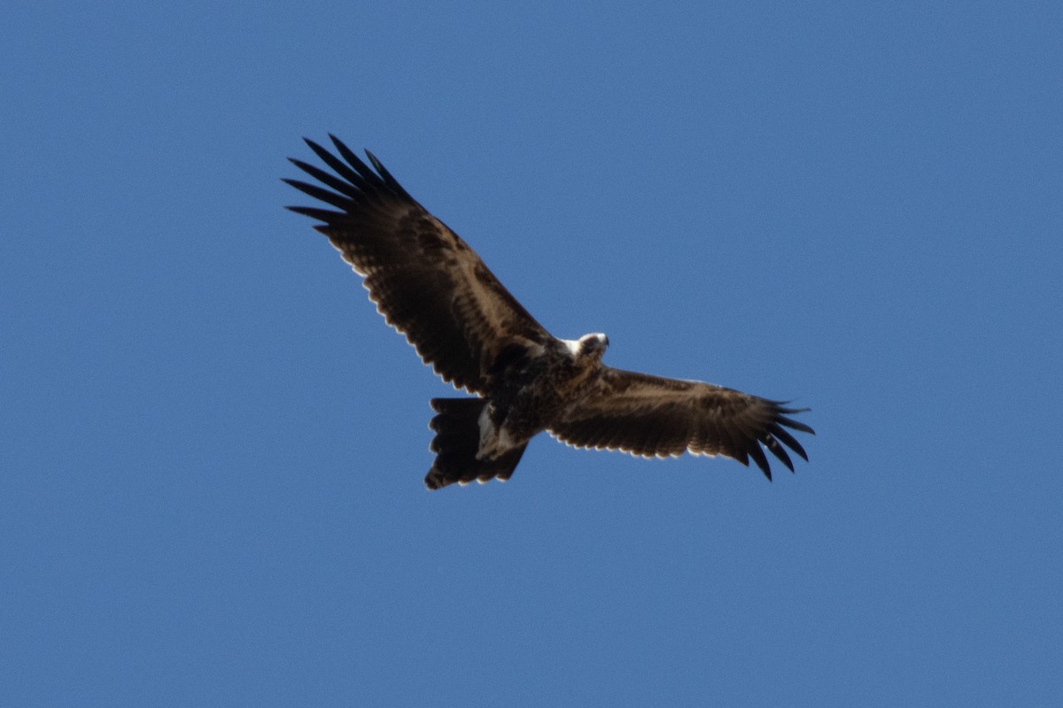 Wedge-tailed Eagle - ML616096161