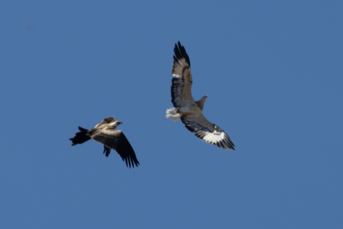 White-bellied Sea-Eagle - Pat and Denise Feehan