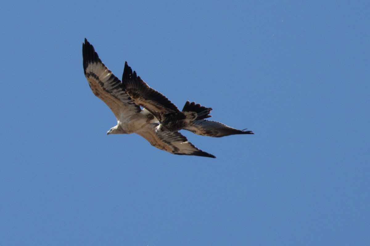 Wedge-tailed Eagle - ML616096171