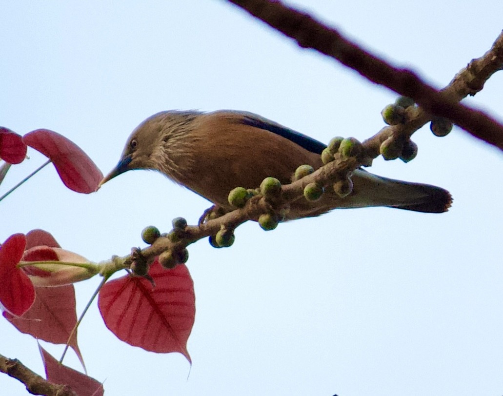 Chestnut-tailed Starling - ML616096323