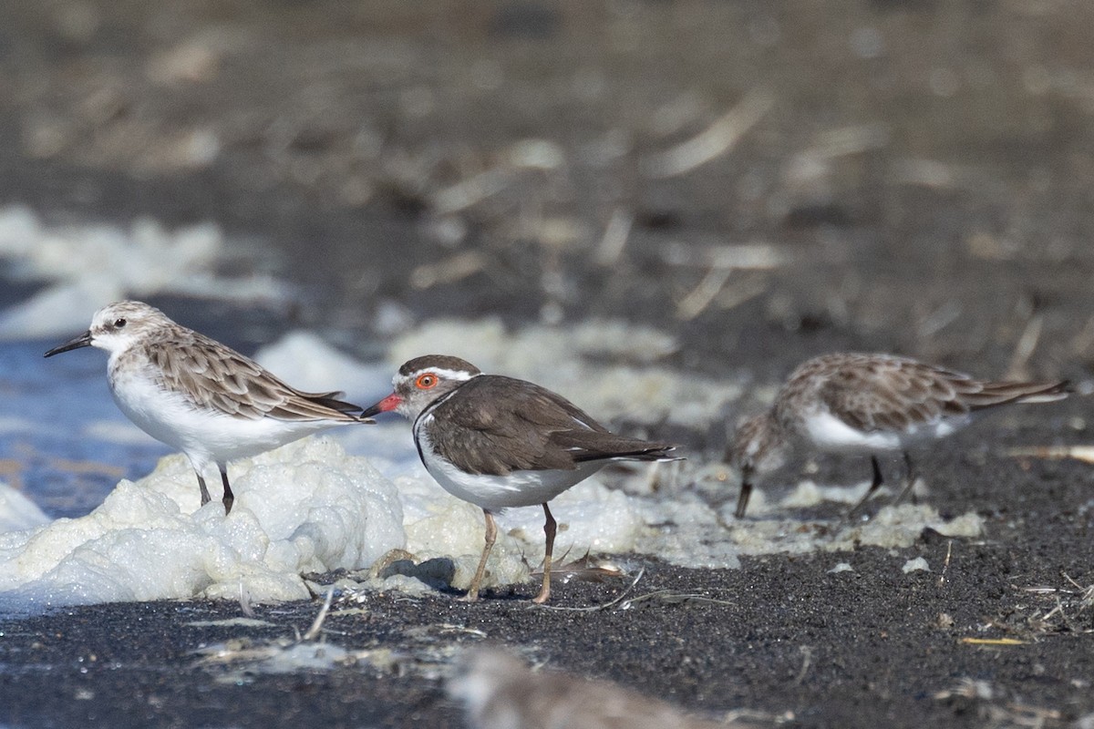 Three-banded Plover (African) - ML616096375