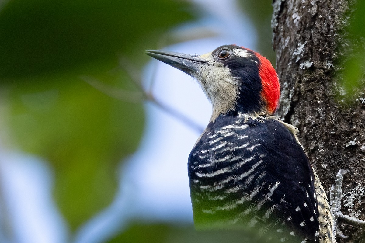 Black-cheeked Woodpecker - ML616096395