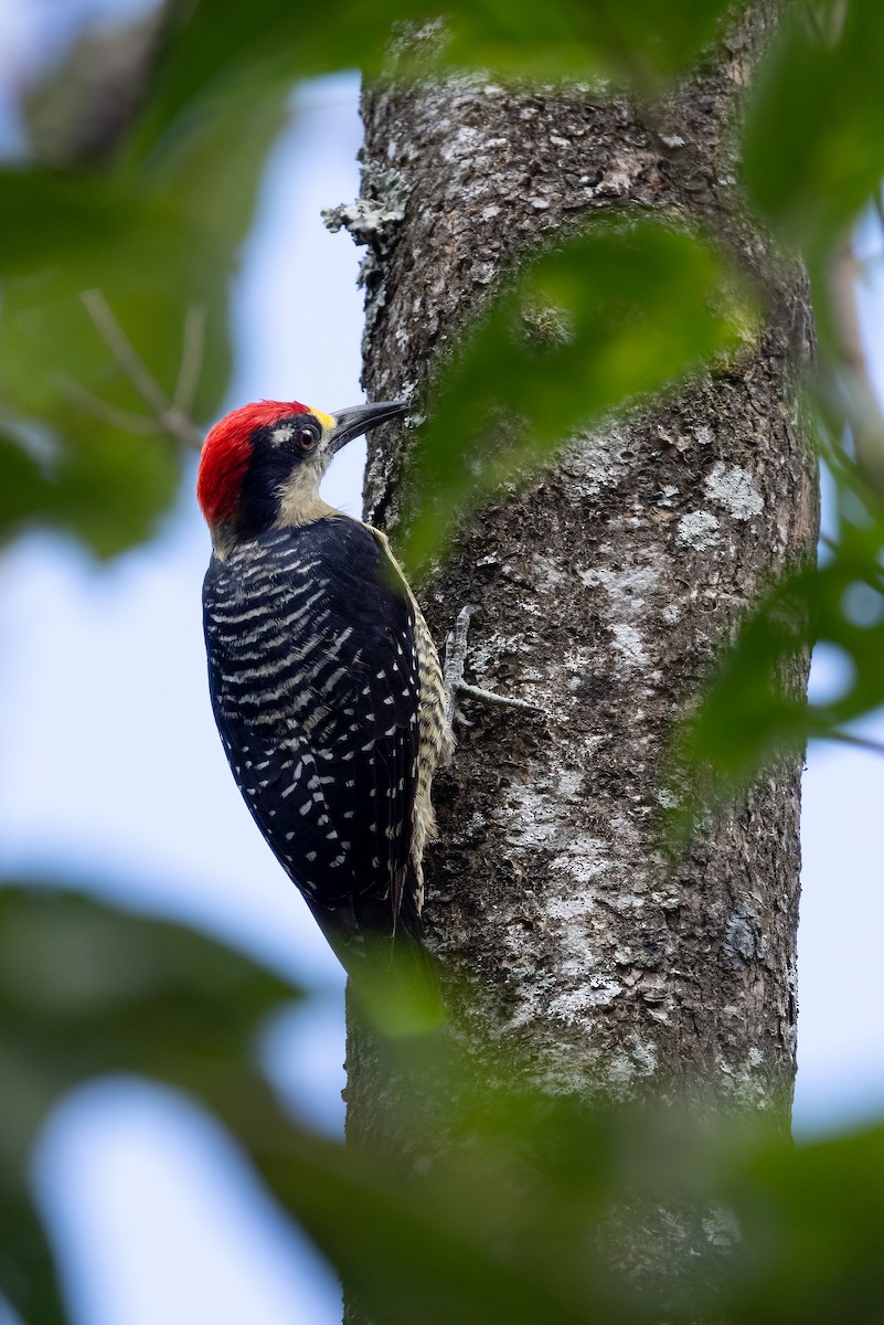 Black-cheeked Woodpecker - ML616096396