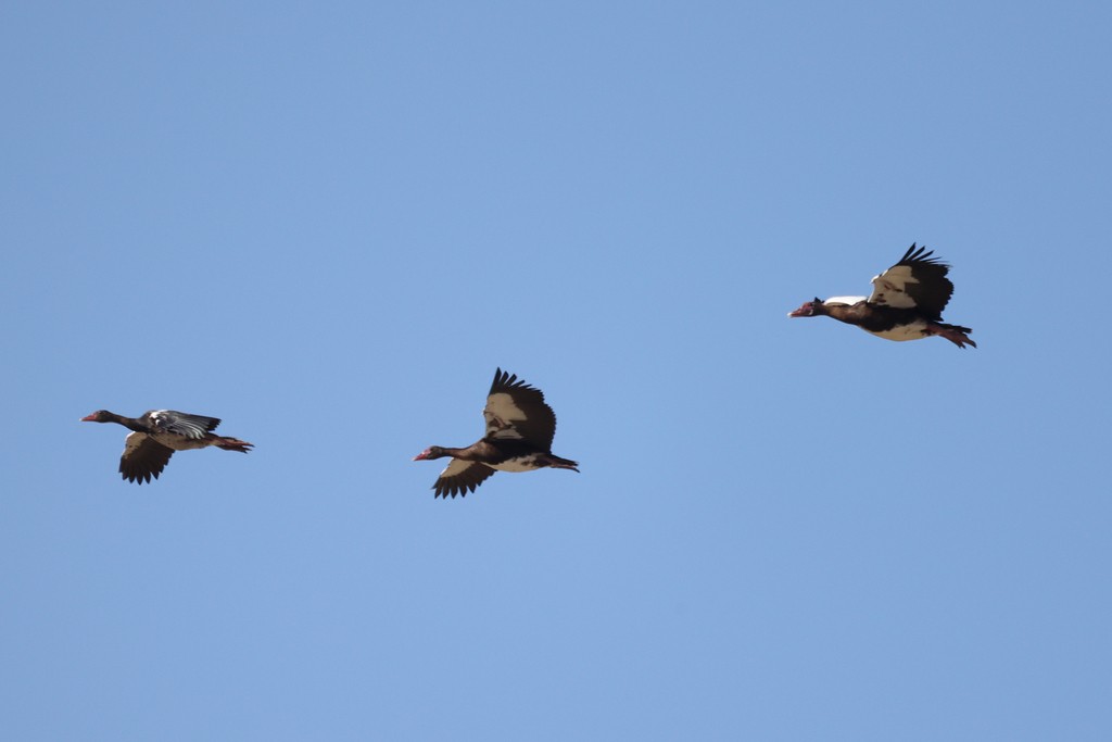 Spur-winged Goose (Southern) - ML616096439