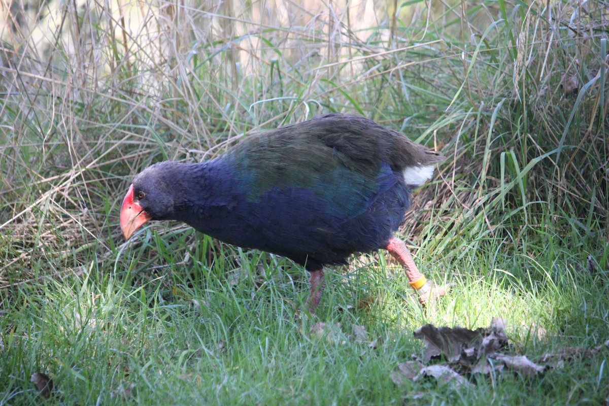 New Zealand Bird Atlas Checklist 16 Mar 2024 Motutapu Causeway 1   1200