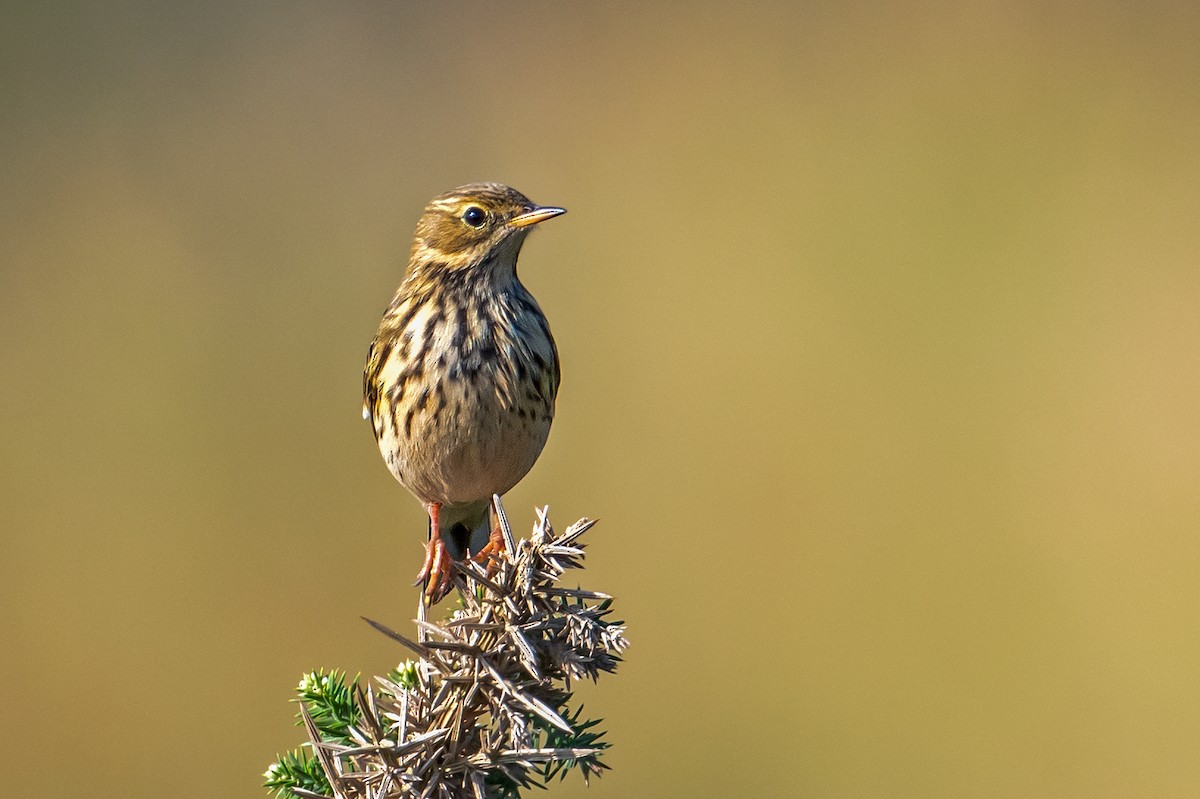 Meadow Pipit - ML616096530