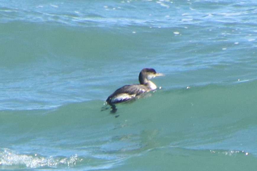Red-necked Grebe - Johnny Robertson
