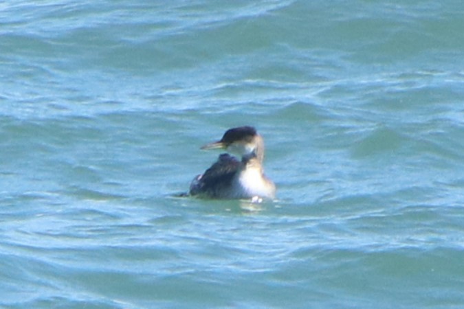 Red-necked Grebe - ML616096539