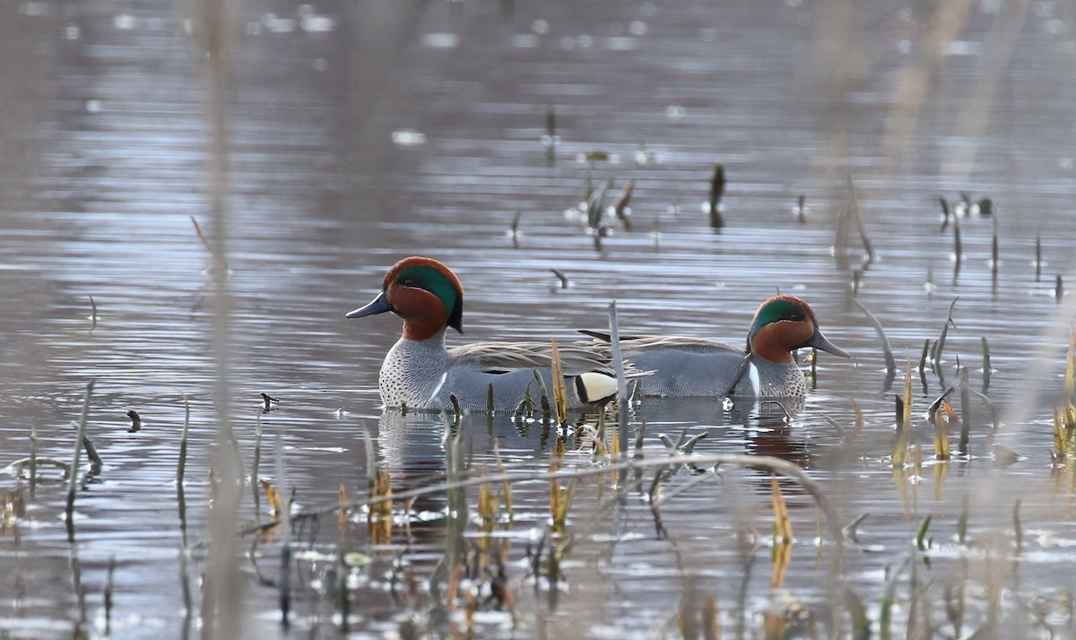 Green-winged Teal - ML616096581