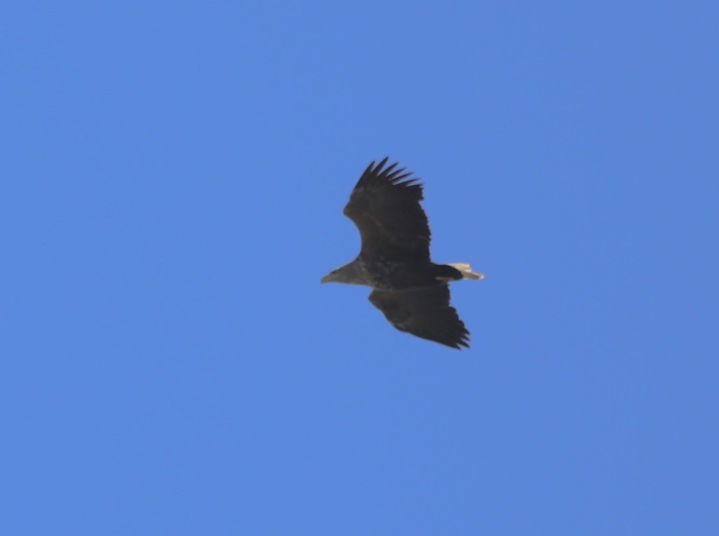 White-tailed Eagle - Keith Maley
