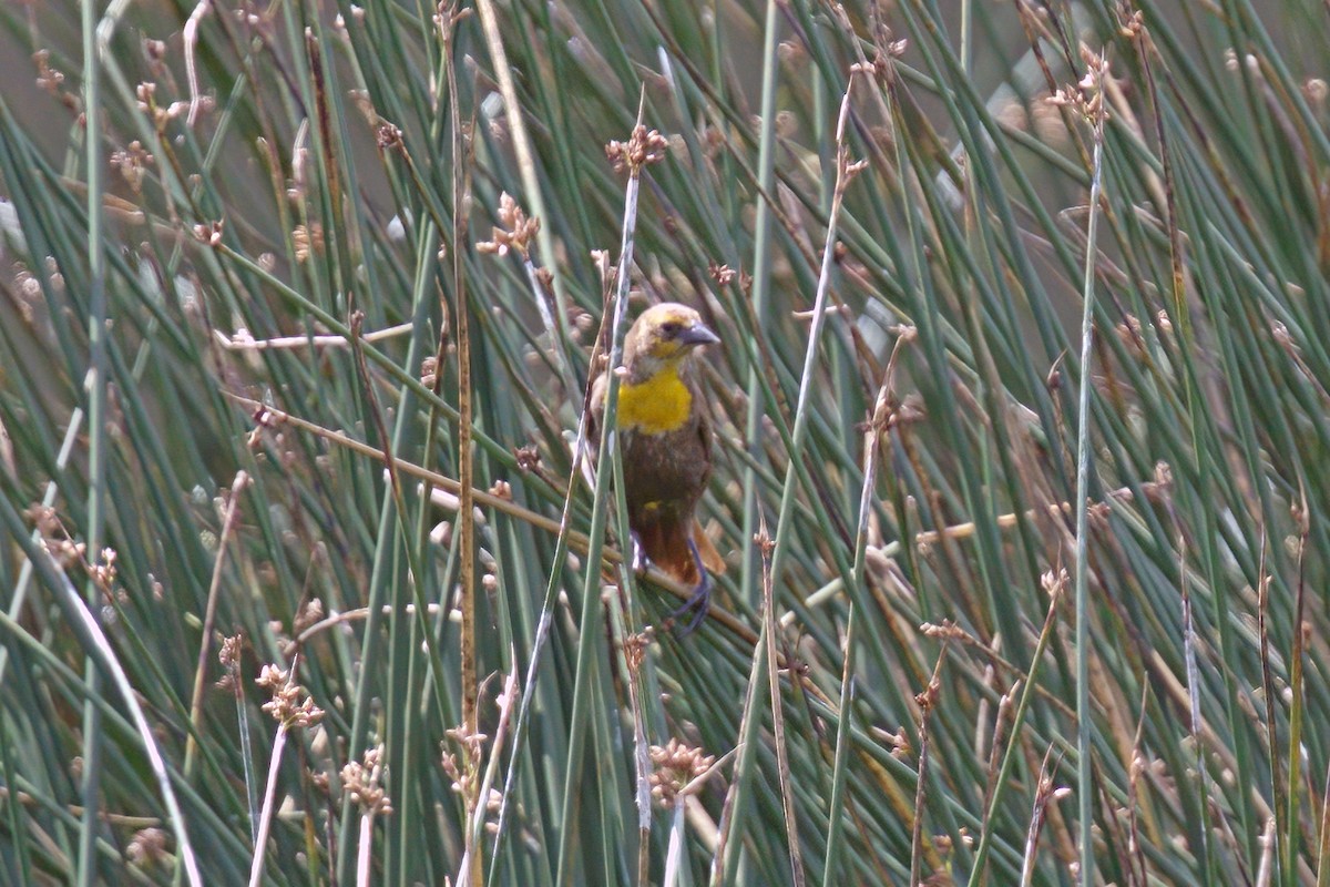 Yellow-headed Blackbird - ML616096732