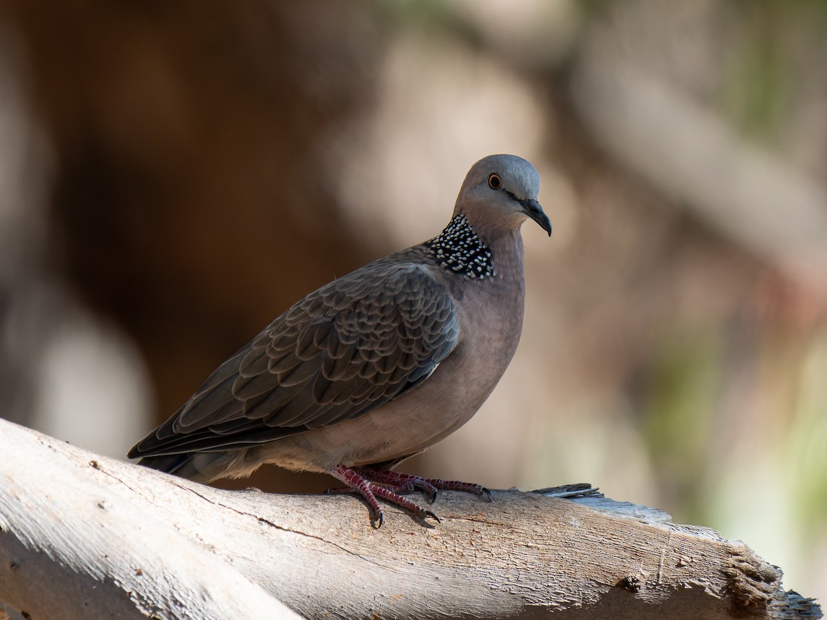 Spotted Dove - ML616096736