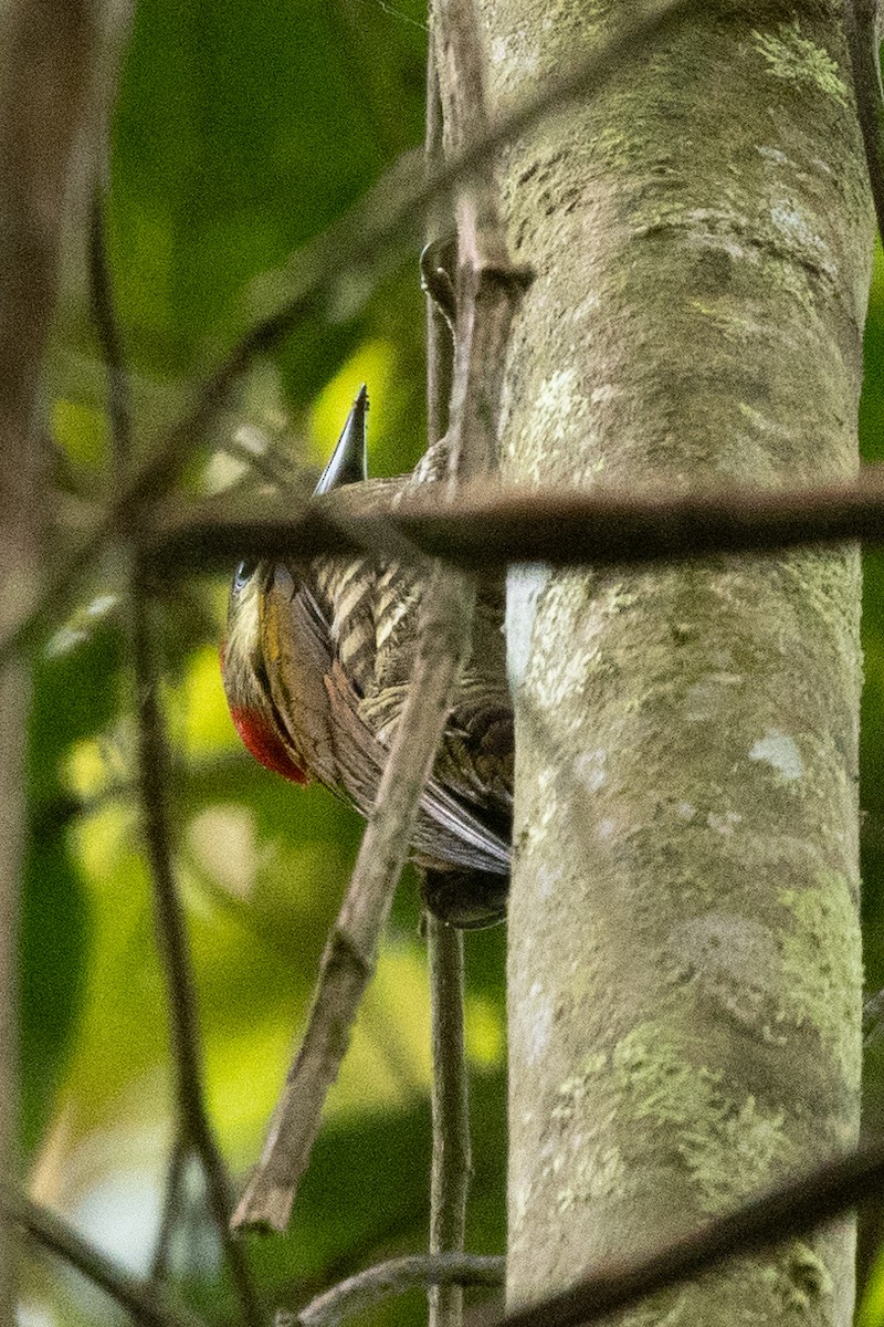 Stripe-cheeked Woodpecker - ML616096850
