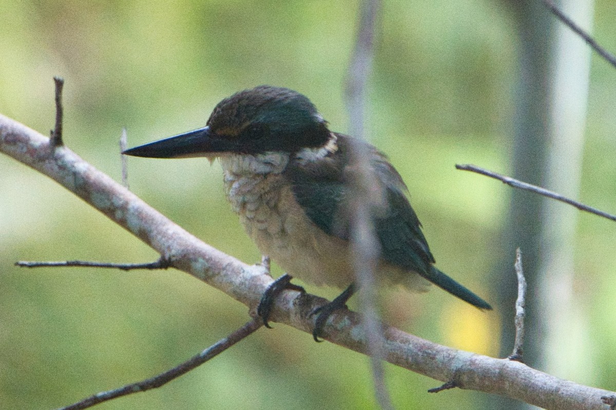 Sacred Kingfisher (Australasian) - ML616097014