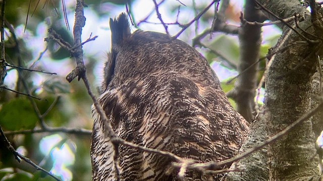 Great Horned Owl - ML616097130