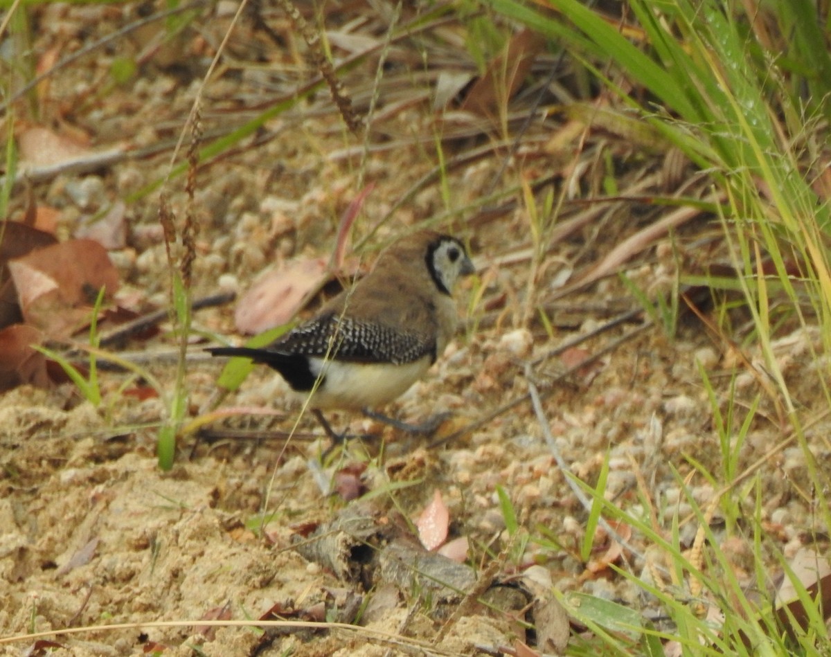 Double-barred Finch - Mark Ley