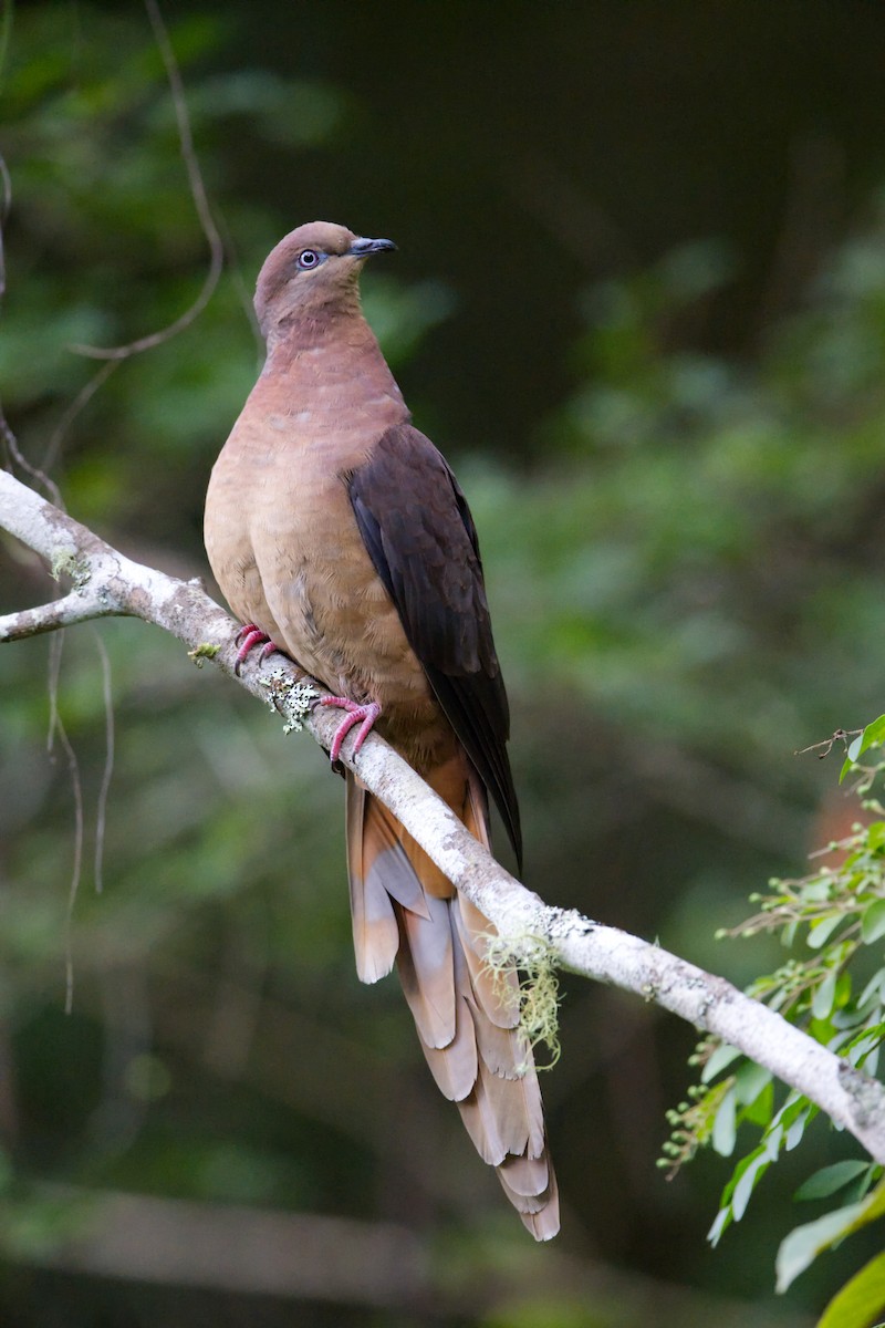 Brown Cuckoo-Dove - ML616097226