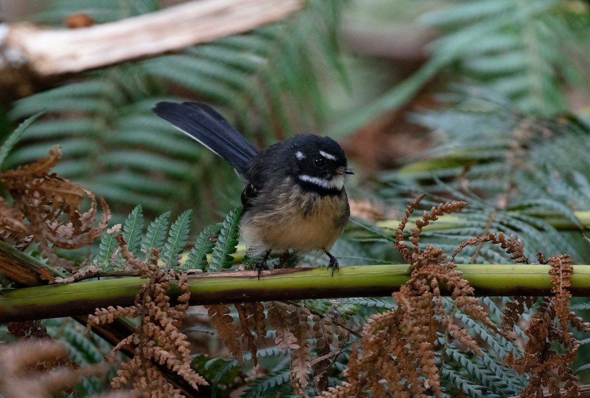 Gray Fantail (albiscapa) - ML616097299
