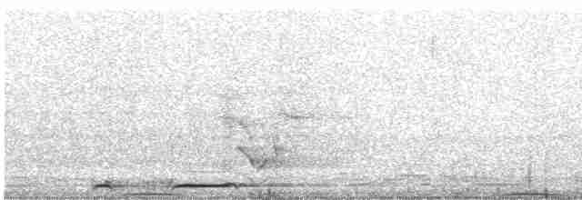 holub černopásý - ML616097304