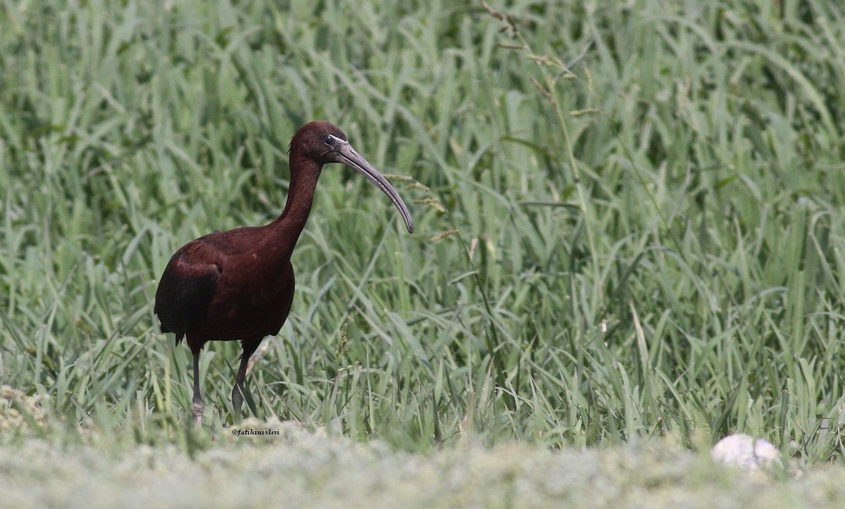 ibis hnědý - ML616097306