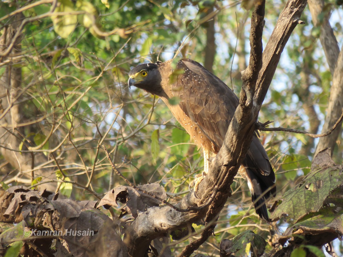 Crested Serpent-Eagle - ML616097376