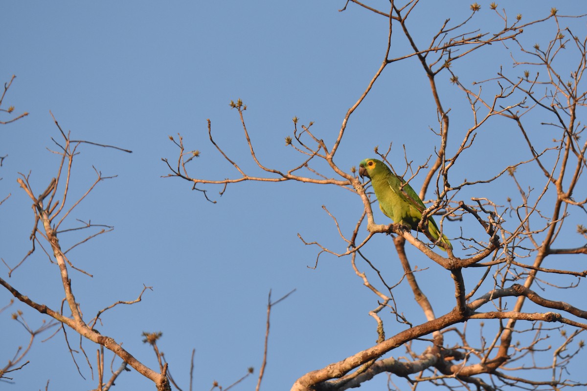 Turquoise-fronted Parrot - ML616097552