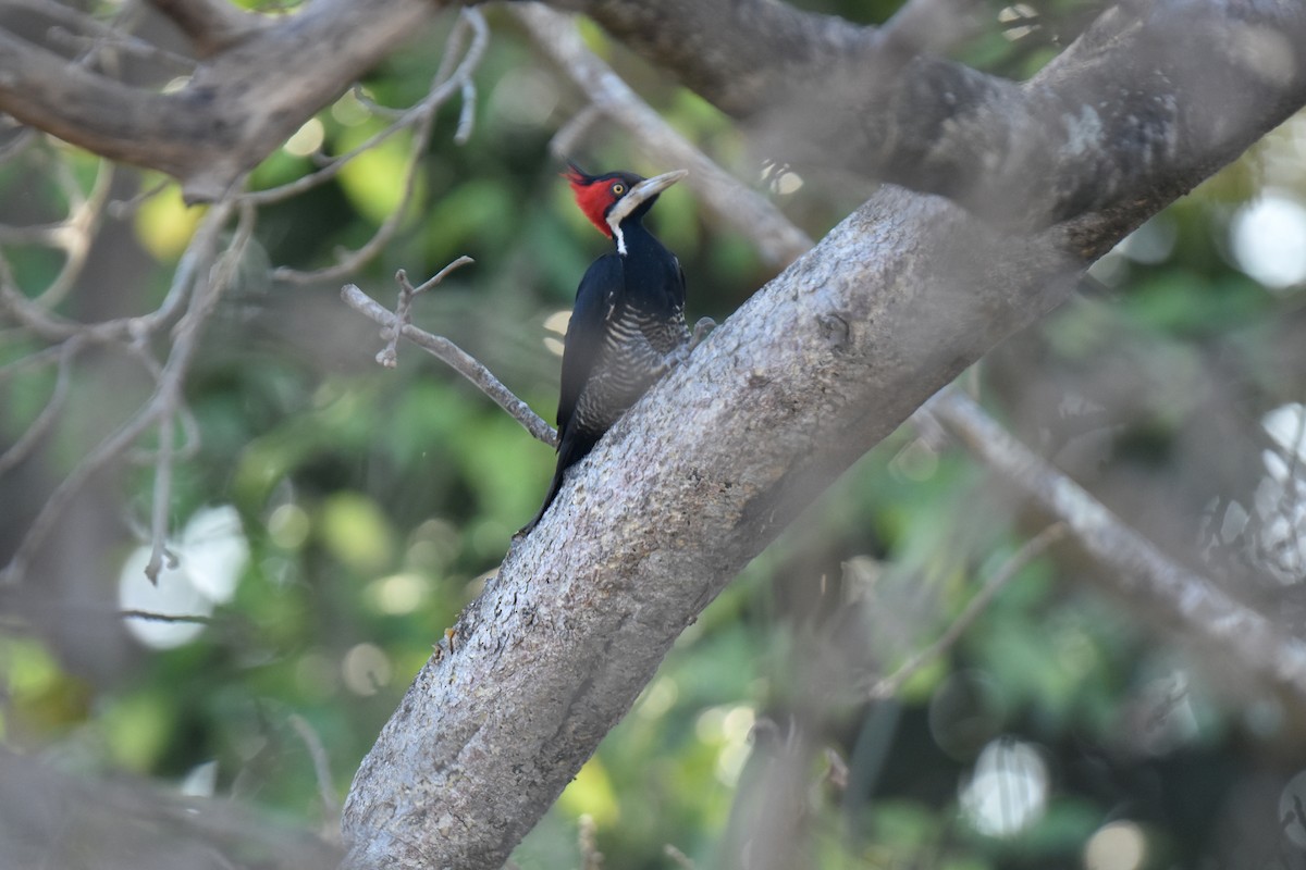 Crimson-crested Woodpecker - Antoine Rabussier