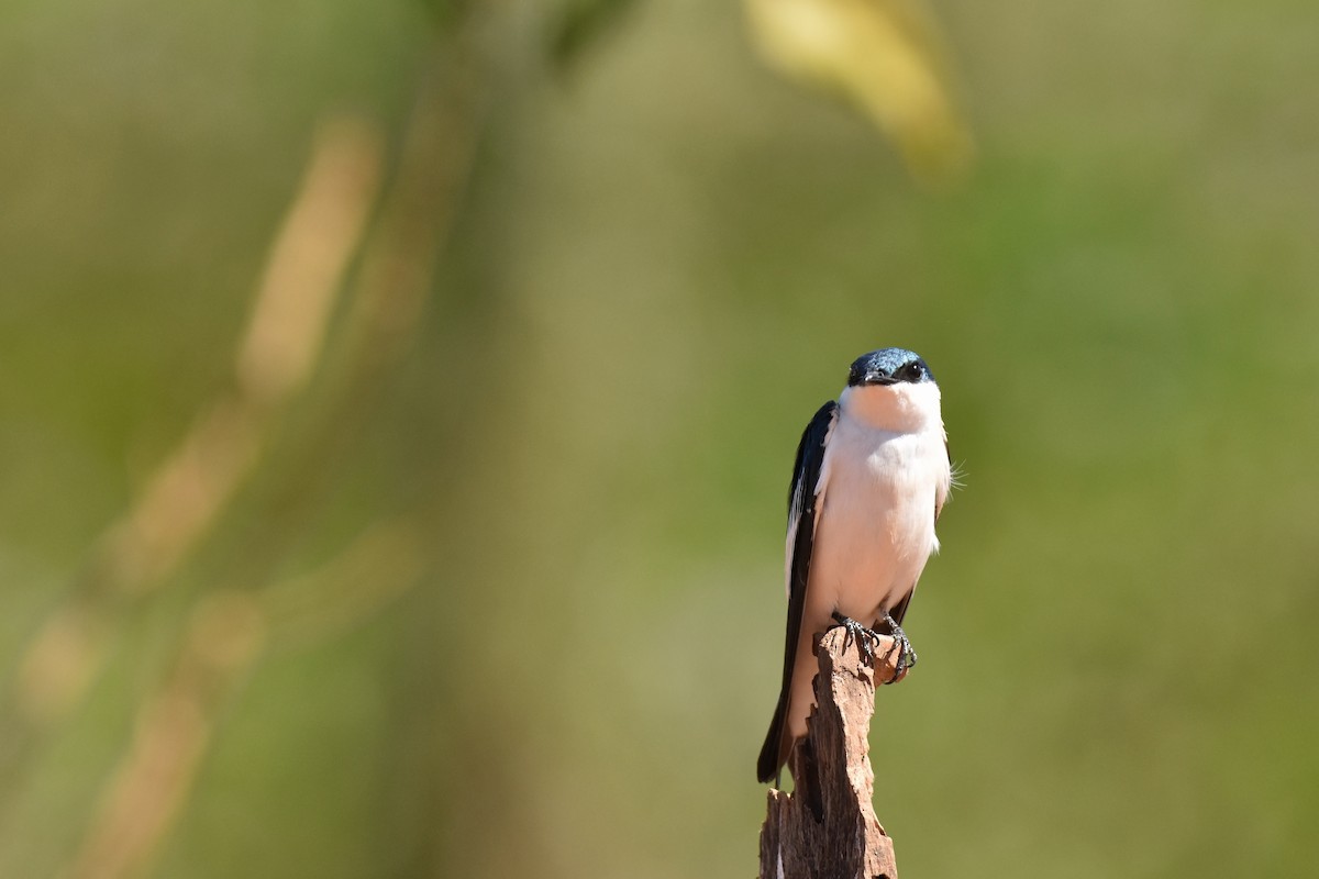 White-winged Swallow - ML616097648