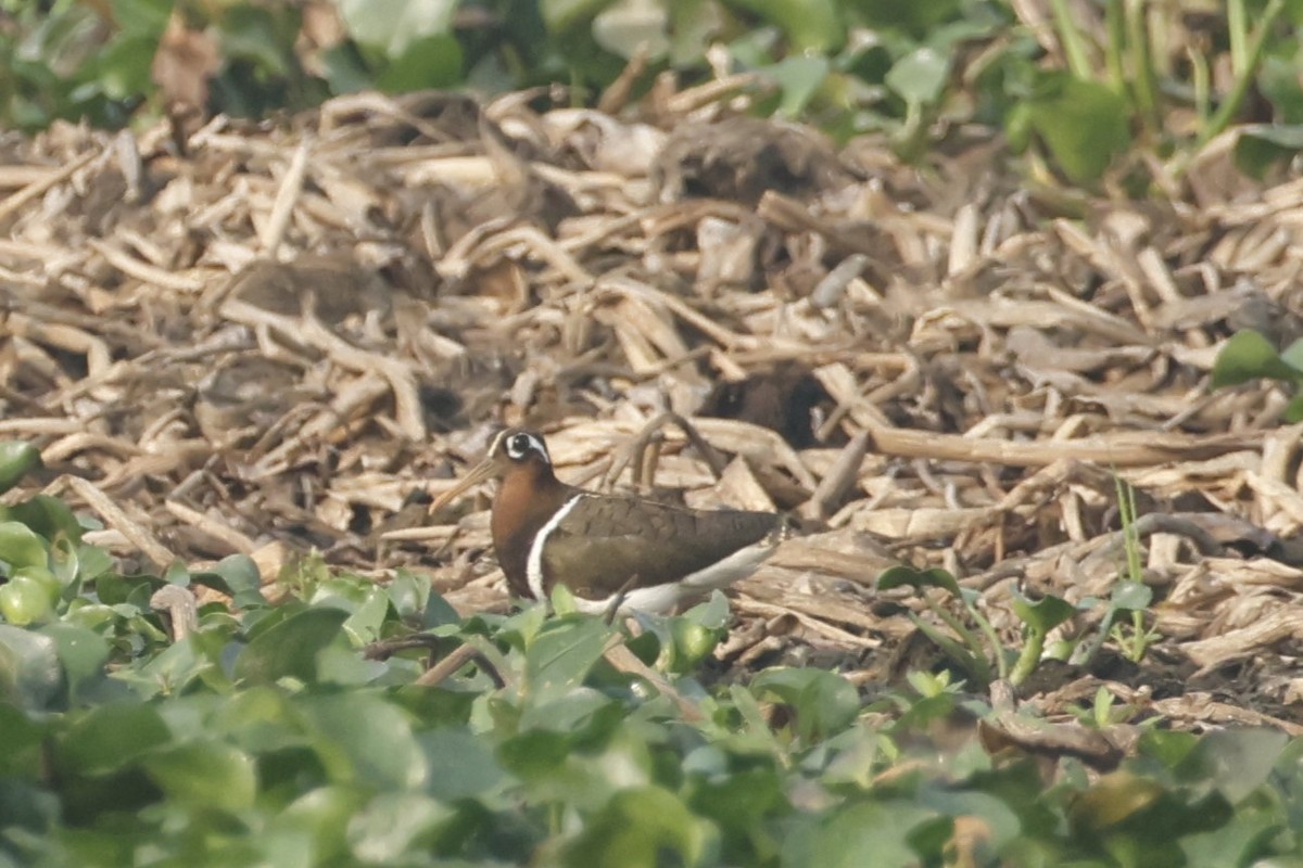 Greater Painted-Snipe - ML616097651